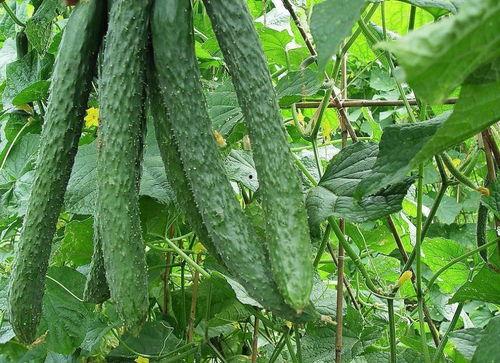 吃瓜圣朝,揭秘宫廷中的瓜田乐事