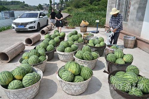 北花坛吃瓜,一场别开生面的吃瓜盛宴