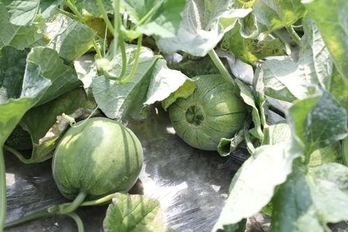 最近吃瓜季,盘点娱乐圈最新热点事件