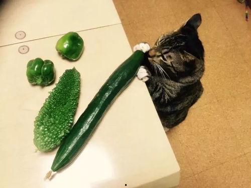 赶不上变化吃瓜