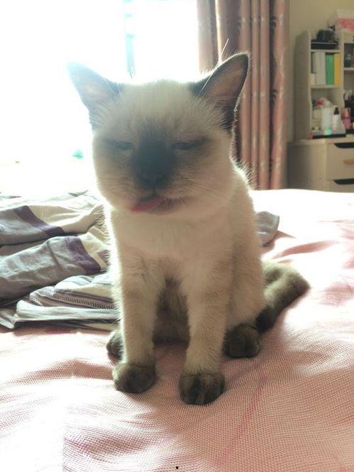 大饼脸吃瓜群众