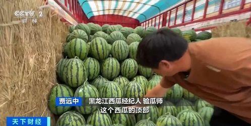 吃瓜无敌香,揭秘瓜界美食传奇