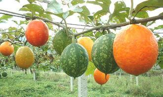 牛奶吊瓜可以吃吗,美味还是禁忌？探究其食用安全与口感之谜