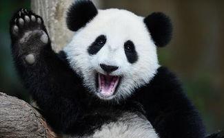 熊猫来了吃瓜,吃瓜群众围观大事件