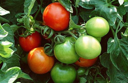 高阳吃番茄的瓜,一场味蕾与视觉的瓜界盛宴