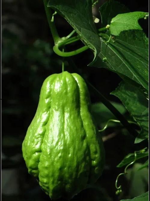 吃瓜共享,揭秘娱乐圈幕后故事