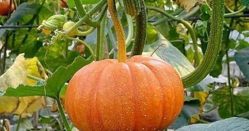 吃12个蓝瓜,畅享12颗甜蜜诱惑