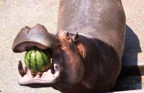 吃河马瓜什么意思,揭秘“吃河马瓜”背后的趣味与寓意